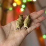 Kolczyki karpie Wigilijne - obrazek 2