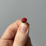 Pin BIEDRONECZKA - obrazek 3