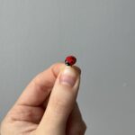 Pin BIEDRONECZKA - obrazek 4